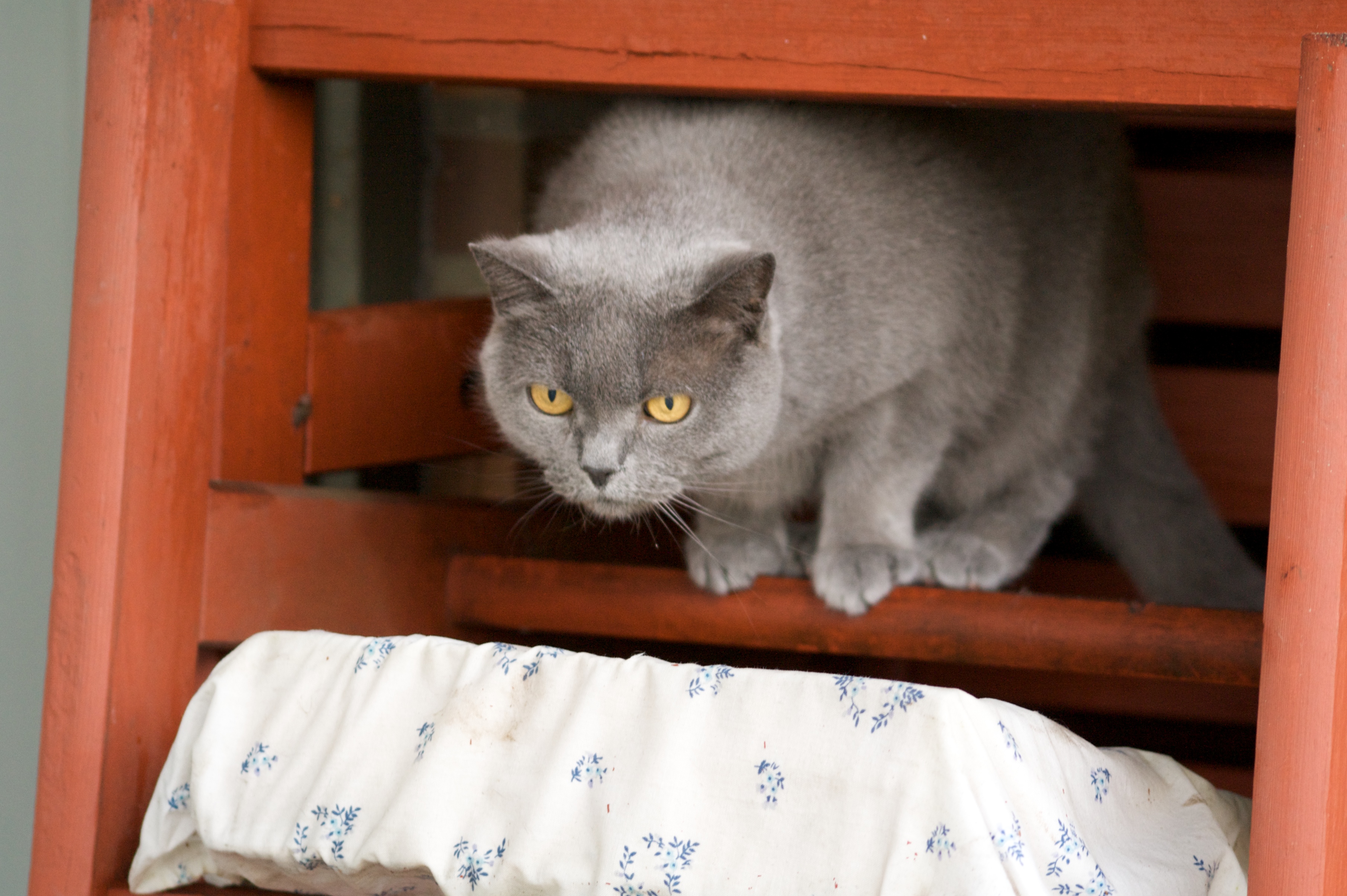 British Shorthair: The Gentle Giant (Image Credits: Wikimedia)