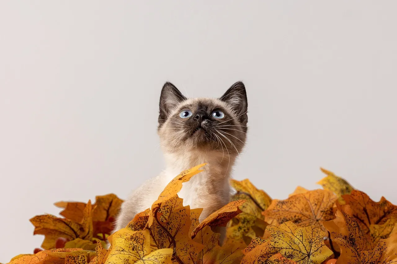 #3 - Consistency Is the Most Underrated Love Language in a Cat's World (Image Credits: Pixabay)