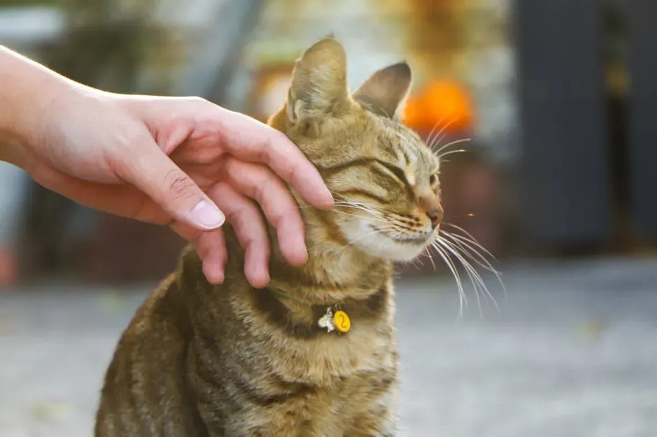 Letting Your Cat Choose When Contact Happens (Image Credits: Pexels)