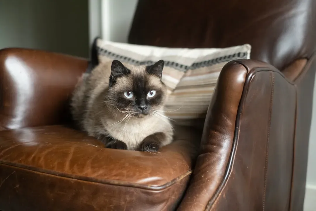 They Claim Every Single Seat in the House (Image Credits: Unsplash)