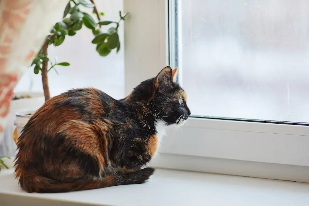 Conclusion: That Little Perch Is a Portrait of Your Cat's Soul (Image Credits: Unsplash)