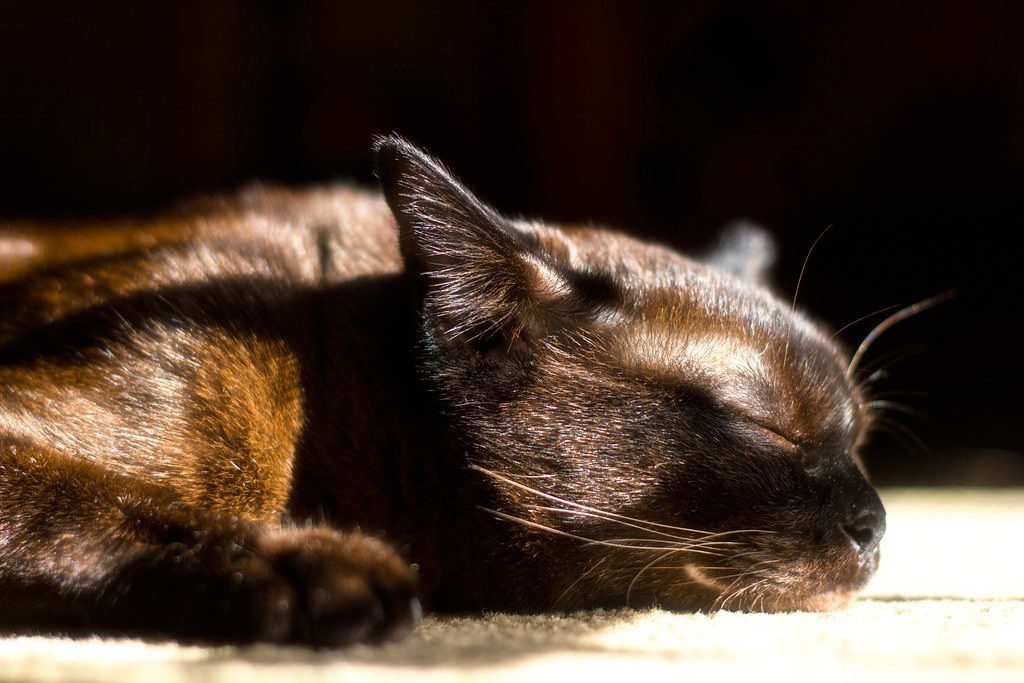 Warm Spots Show Comfort and Self-Care (Image Credits: Flickr)