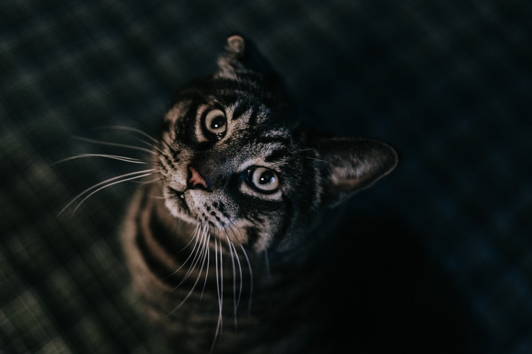 Scorpio Cats: Intense Soul Penetrators (Image Credits: Unsplash)