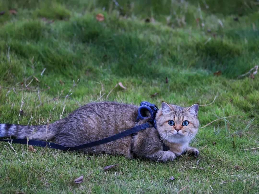 What If Your Cat Simply Won't Take to the Leash? (Image Credits: Unsplash)