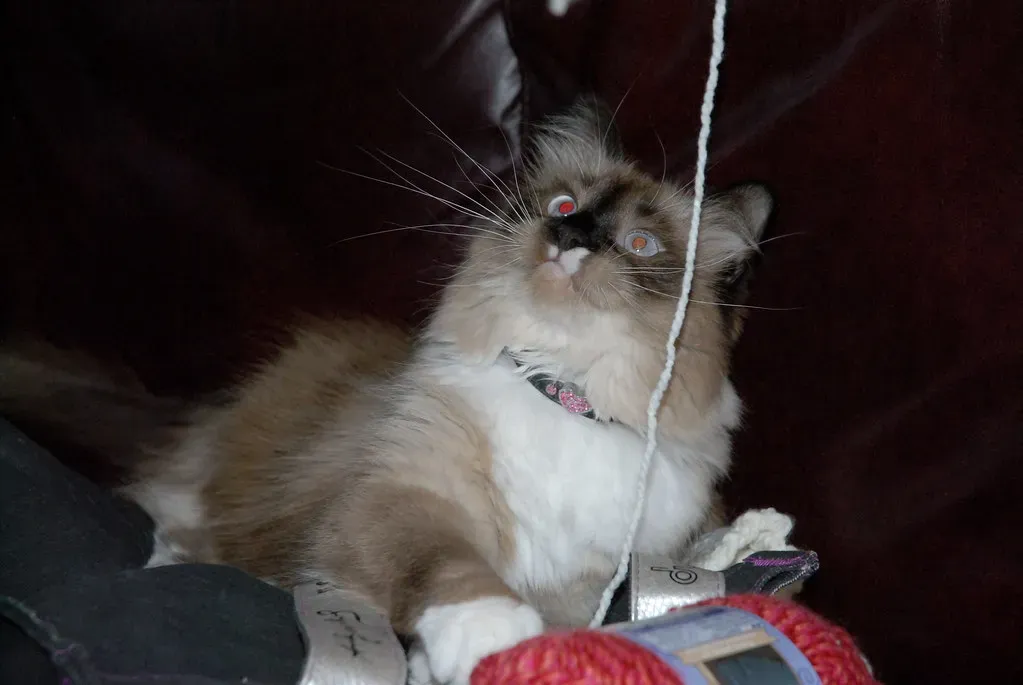 4. Yarn and String: A Classic for Very Good Reason (tsuacctnt, Flickr, CC BY 2.0)