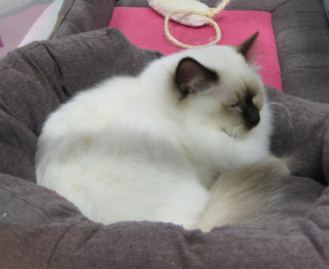 Birman: The Gentle Soul (Image Credits: Wikimedia)
