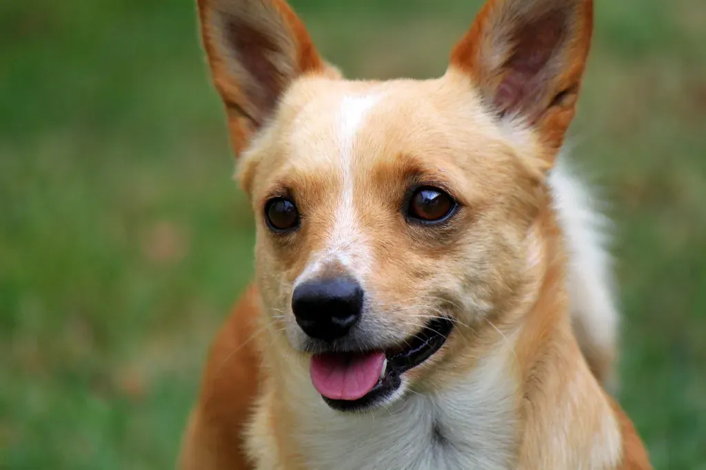 Leo: The Spotlight Lover Who Needs Breathing Room Between Performances (Image Credits: Flickr)