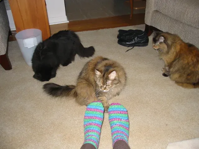 The Great Sock Heist: A Feline Tradition (Image Credits: Flickr)