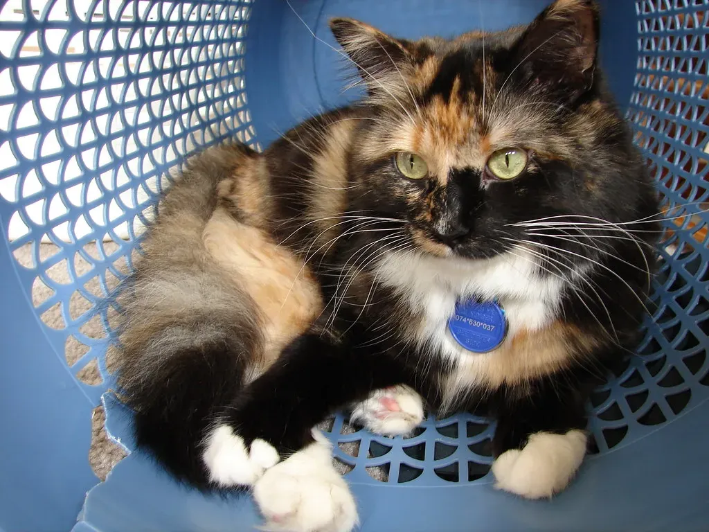 The Enclosed Space Effect: Why Your Laundry Basket Is Basically a Castle (Image Credits: Flickr)