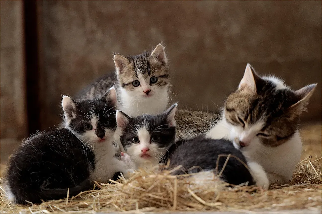 The Kittenhood Connection (Image Credits: Pixabay)