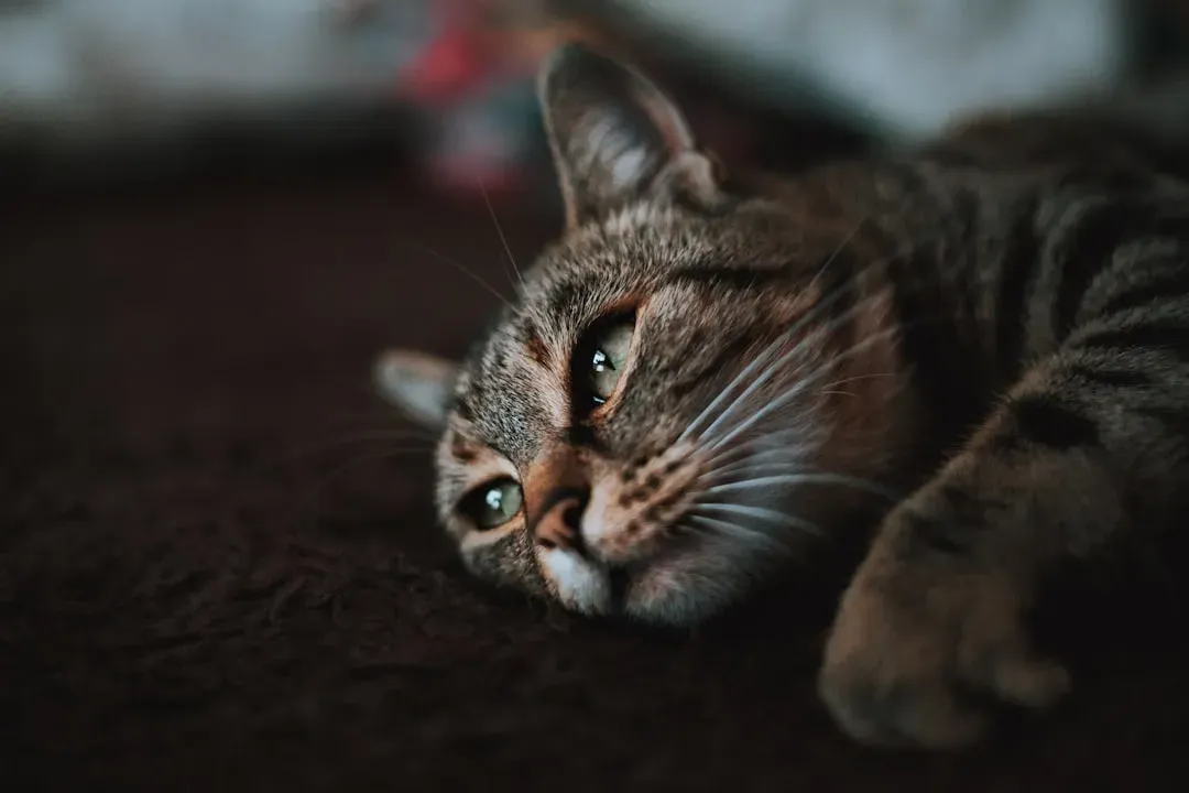Stress, Boredom, and the Indoor Life Problem (Image Credits: Unsplash)