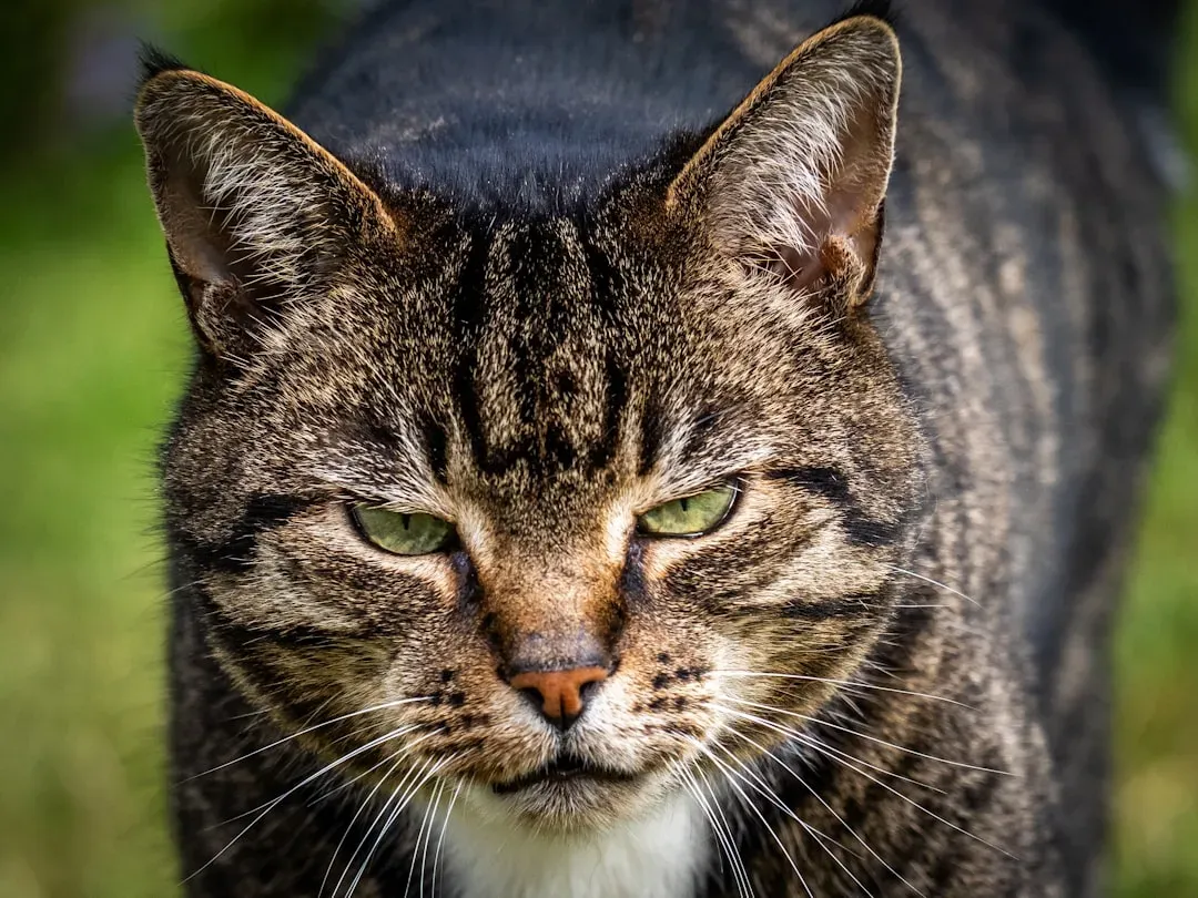 When a Stare Is Actually a Warning (Image Credits: Unsplash)