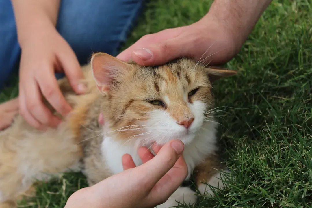 Conclusion (Image Credits: Unsplash)