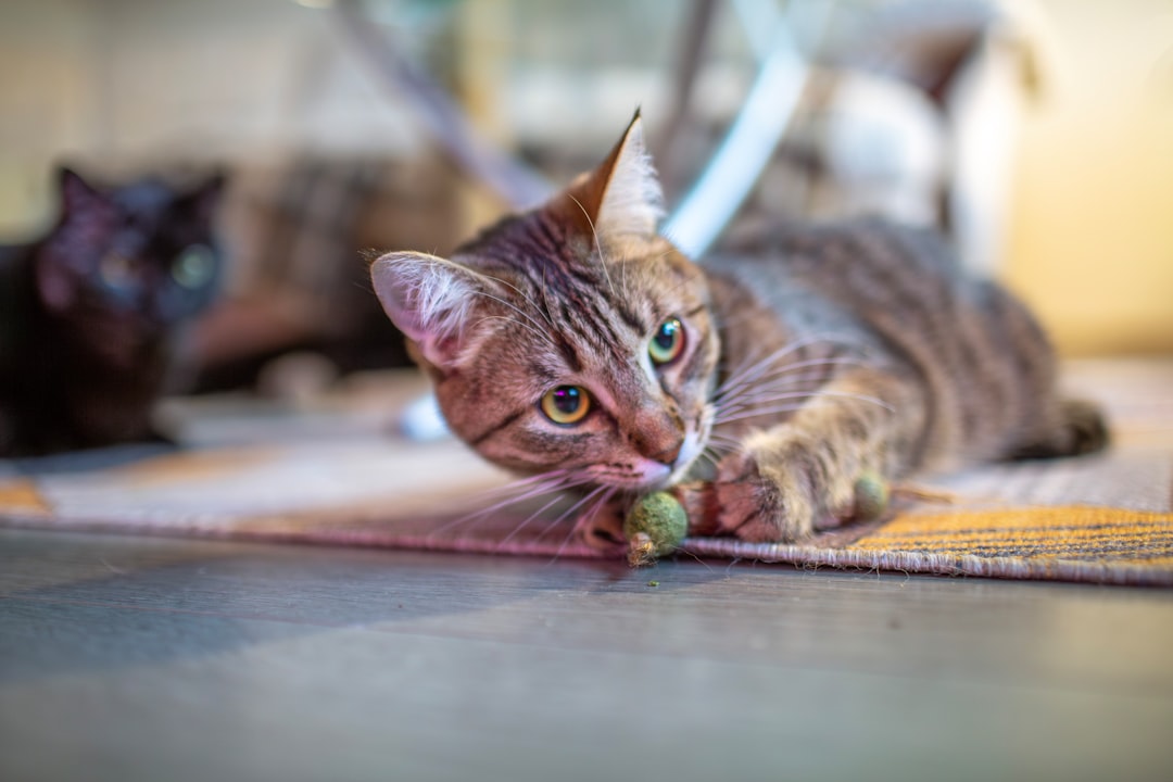 Catnip Response Enigma (Image Credits: Unsplash)