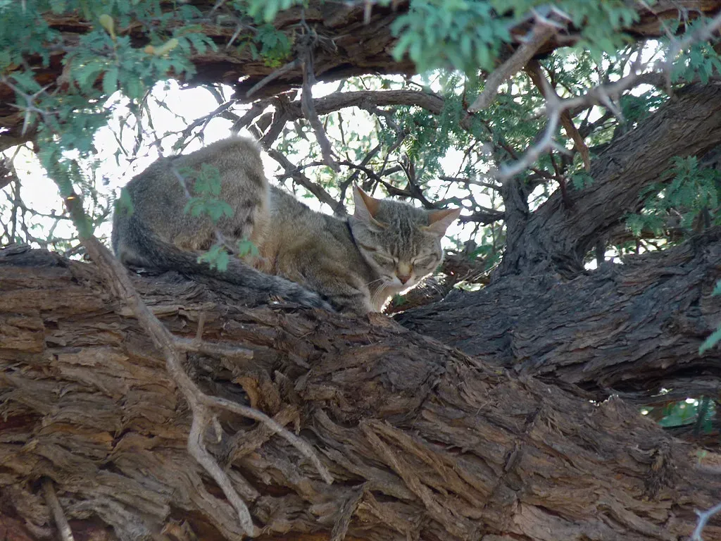 A Legacy Written in Ancient DNA (Image Credits: Flickr)