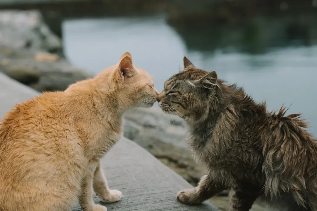 Do Cats Slow Blink at Each Other Too? (Image Credits: Unsplash)
