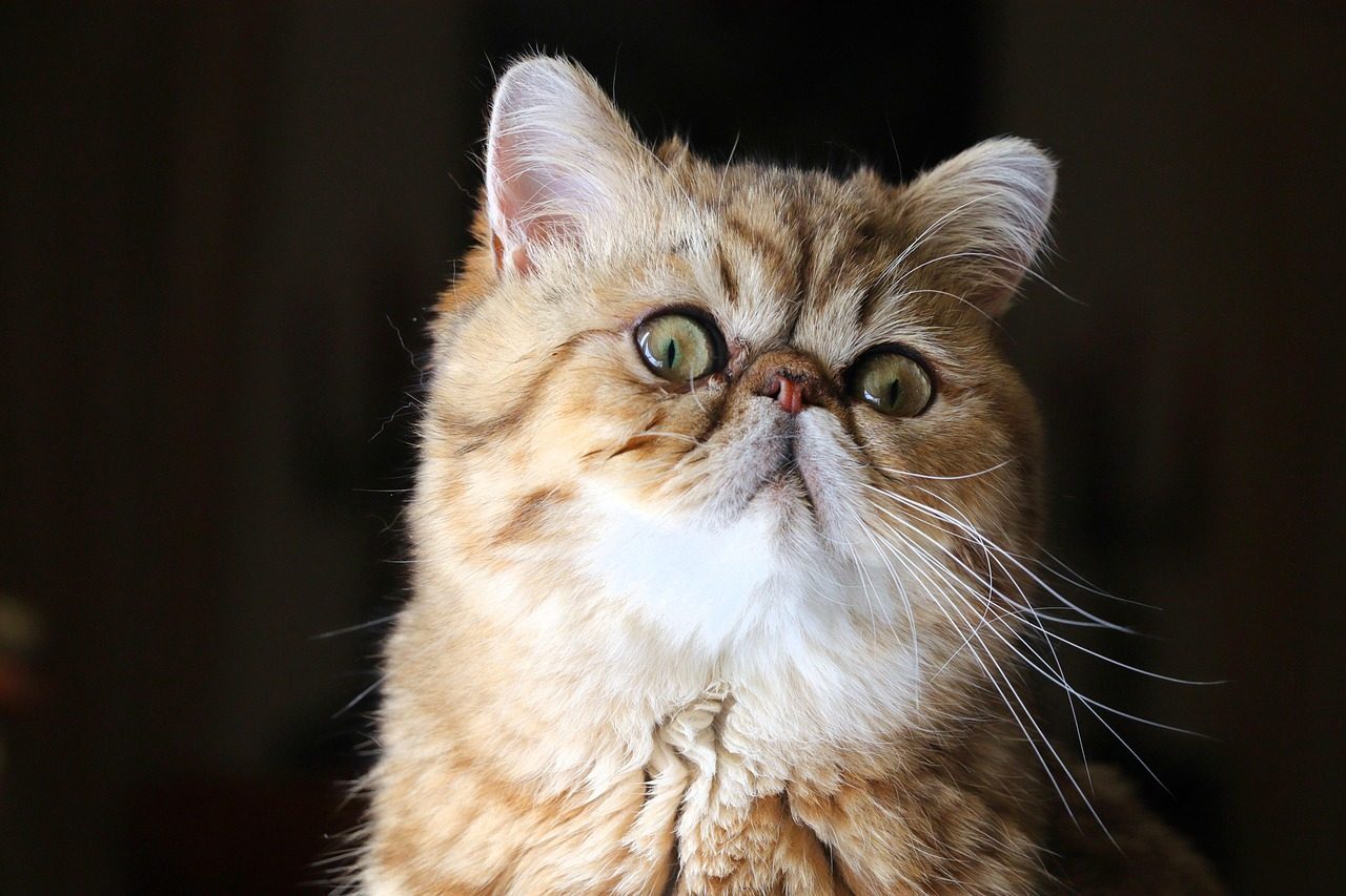 Exotic Shorthair: The Quiet Comedian (Image Credits: Pixabay)