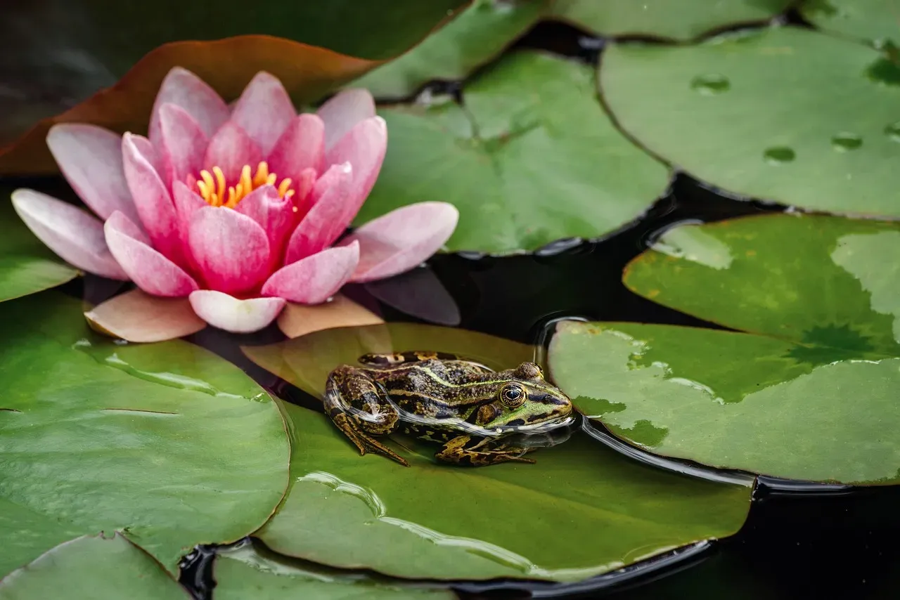 Lilies: Beautiful But Deadly (Image Credits: Pixabay)