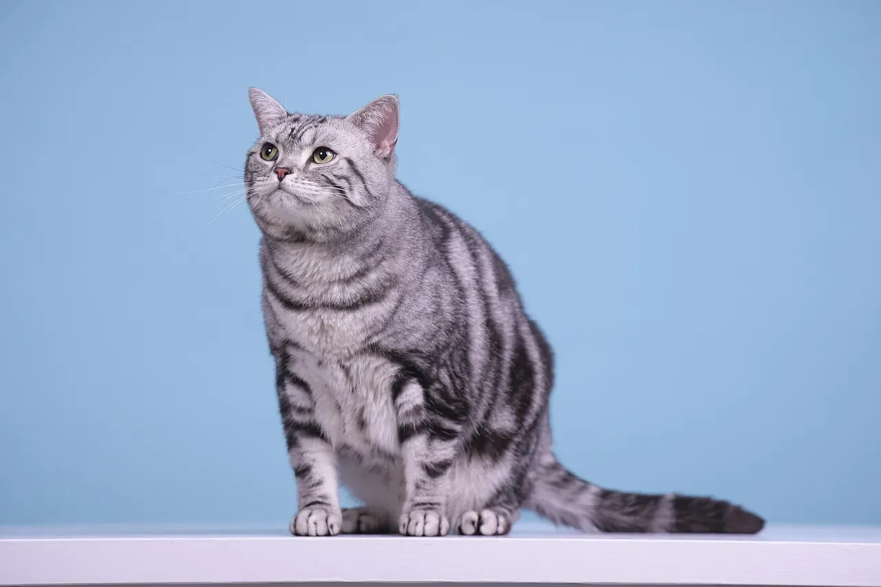 5. Domestic Shorthair: The Practical, Heart‑First Choice (Image Credits: Pixabay)