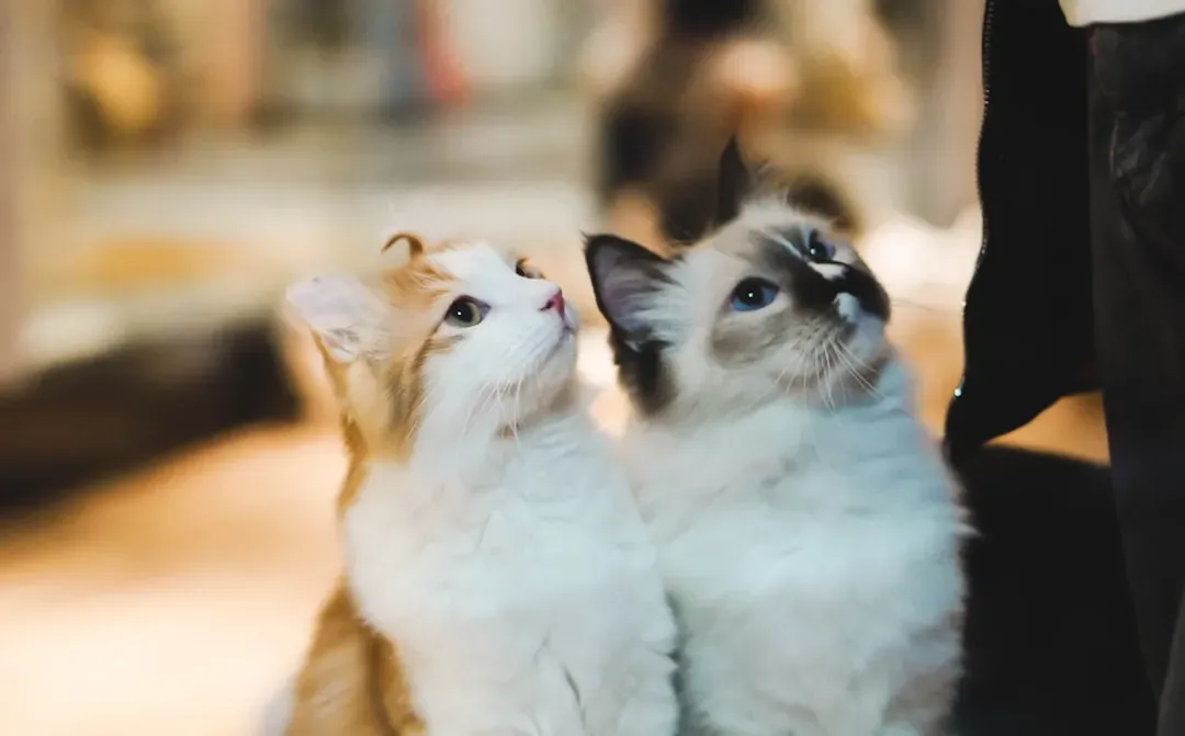 #8 - The Companion Animal They Lost (Image Credits: Unsplash)