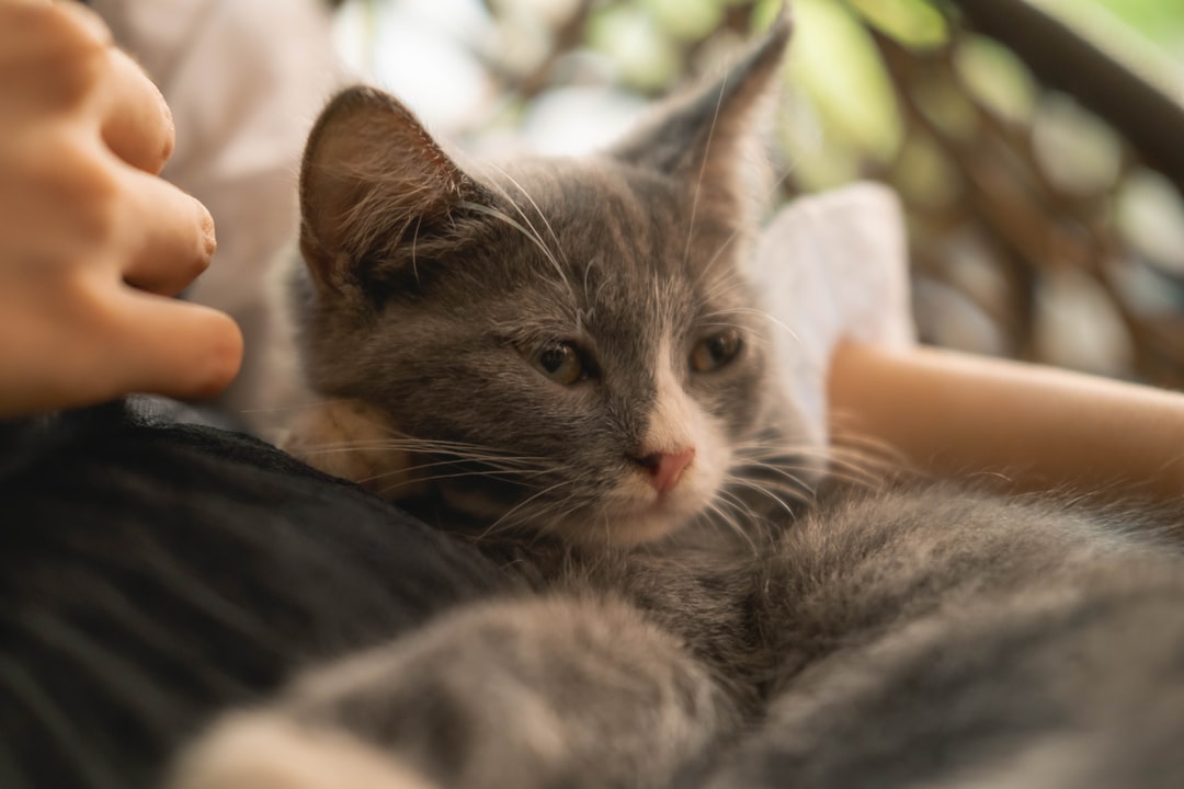 Seeking Unusual Amounts of Affection or Complete Withdrawal (Image Credits: Unsplash)