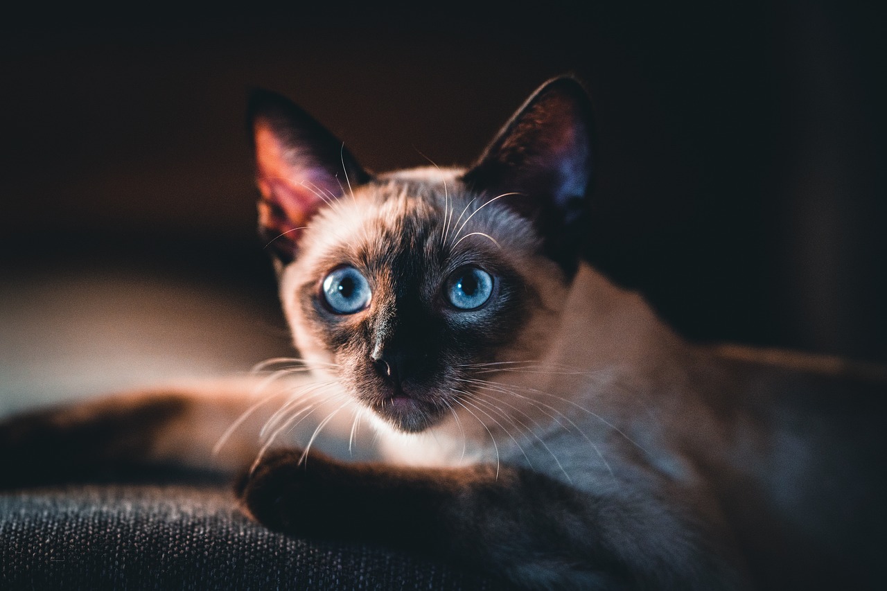 Siamese Cats (Image Credits: Pixabay)
