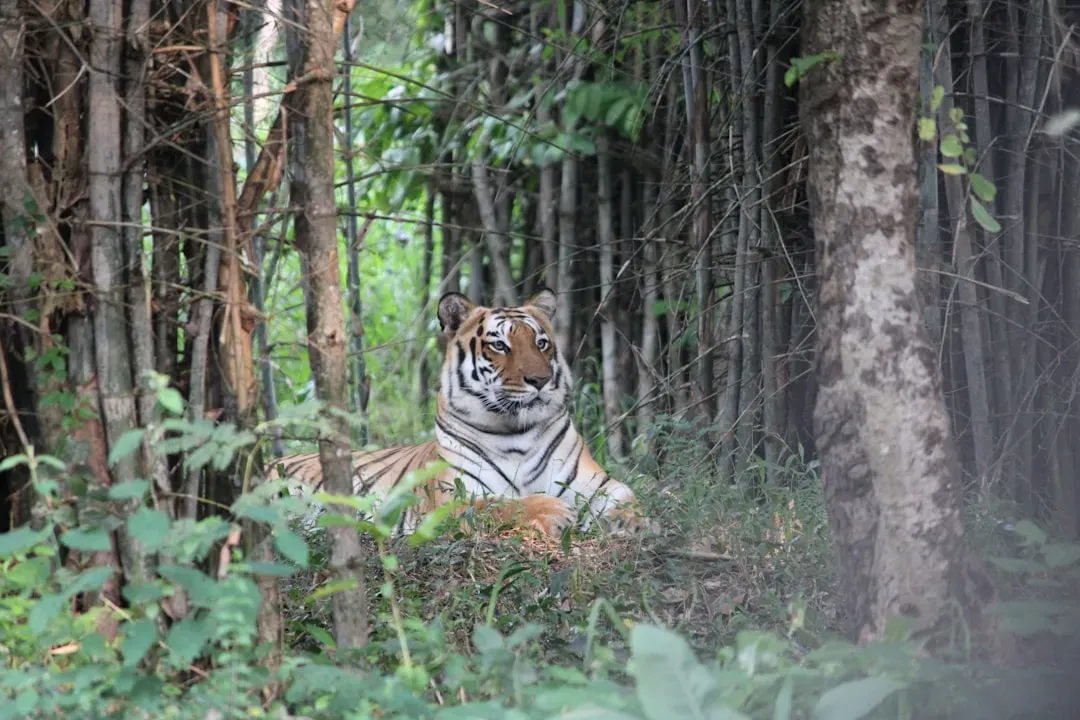 Dense Forest Habitat That Makes Groups Impractical (Image Credits: Unsplash)