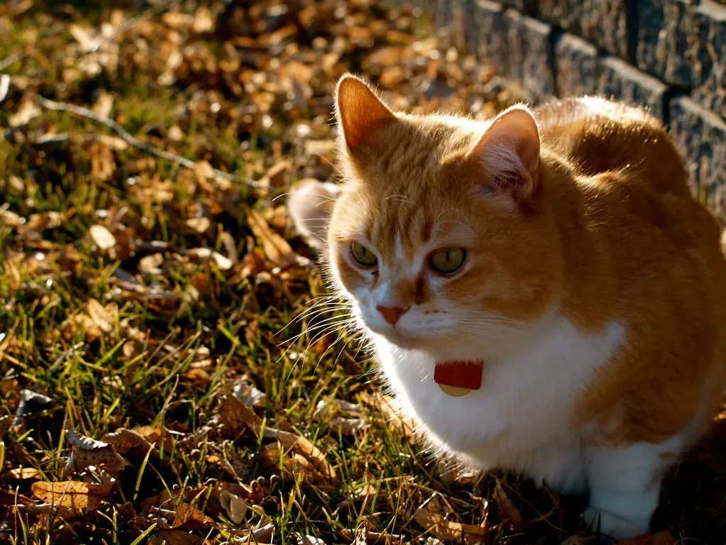 4. The Righting Reflex: Always Landing on Their Feet (Image Credits: Flickr)