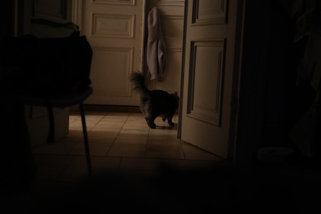 The Mysterious Midnight Patrol: Why Cats Roam at Night (Image Credits: Unsplash)