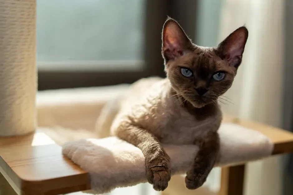 #5 Devon Rex (Image Credits: Pexels)