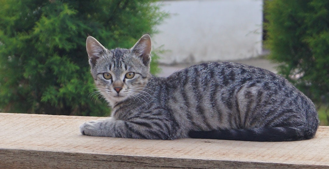 The Domestic Tabby (Image Credits: Unsplash)