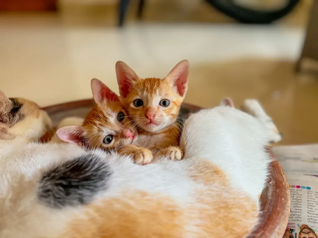 Domestication and Kitten-Like Features (Image Credits: Unsplash)