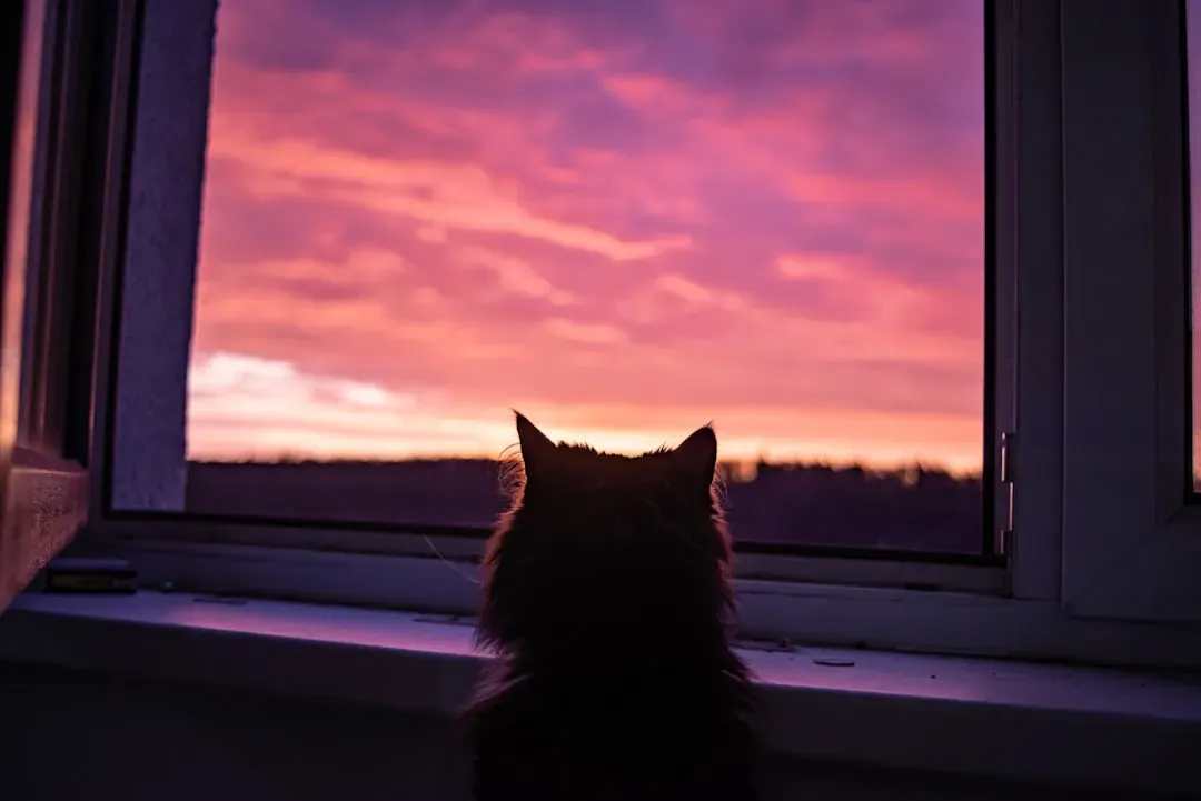 Evening Activity: The Second Wind Arrives on Schedule (Image Credits: Unsplash)