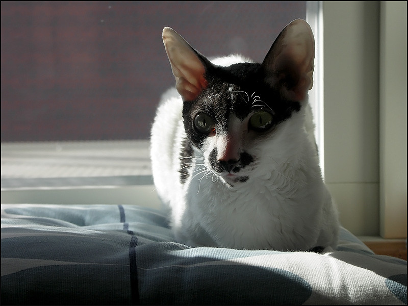 Cornish Rex: The Elegant Entertainer (Image Credits: Flickr)