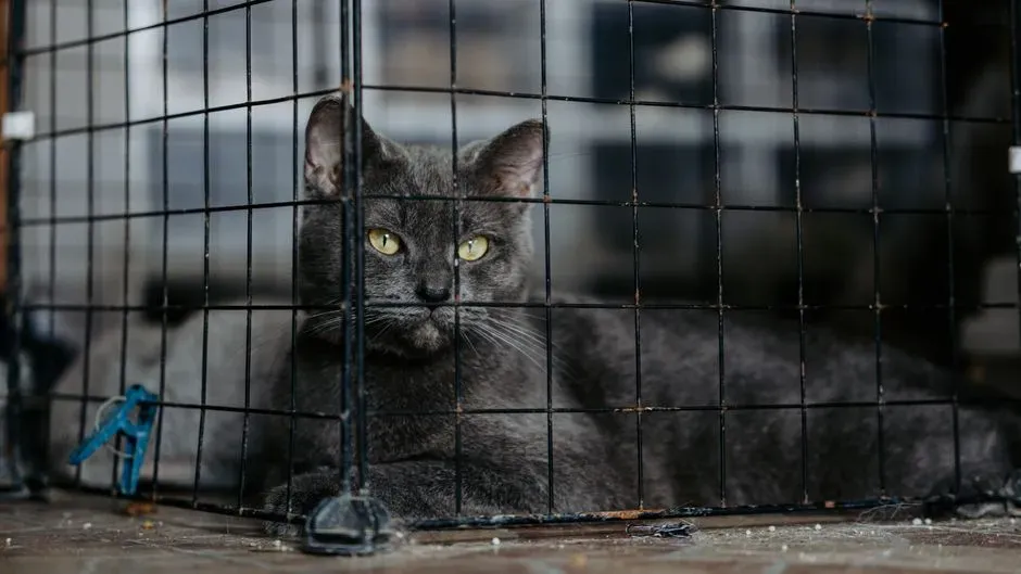 The Real Problem Isn't the Cat - It's the Shopping Habit (Image Credits: Pexels)