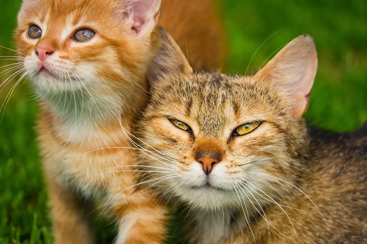 #14 - No Two Cats "Speak" Whisker the Exact Same Way (Image Credits: Pixabay)