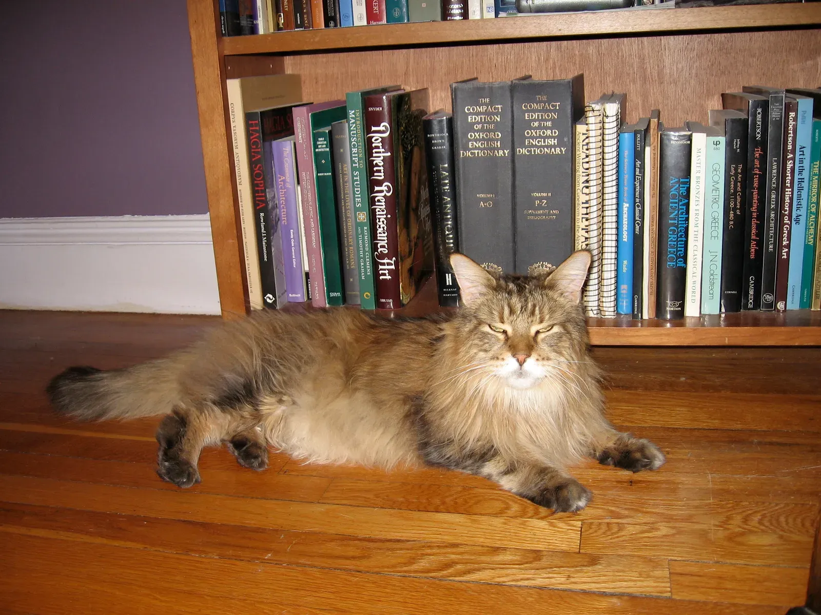 #8 Cats, particularly senior or low-energy breeds (By Kafka Liz, Public domain)