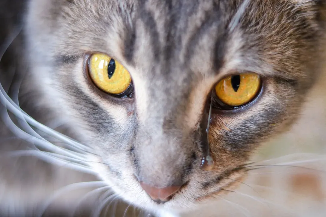 It Goes Way Back: The Wild Instincts Behind the Avoidance (Image Credits: Unsplash)