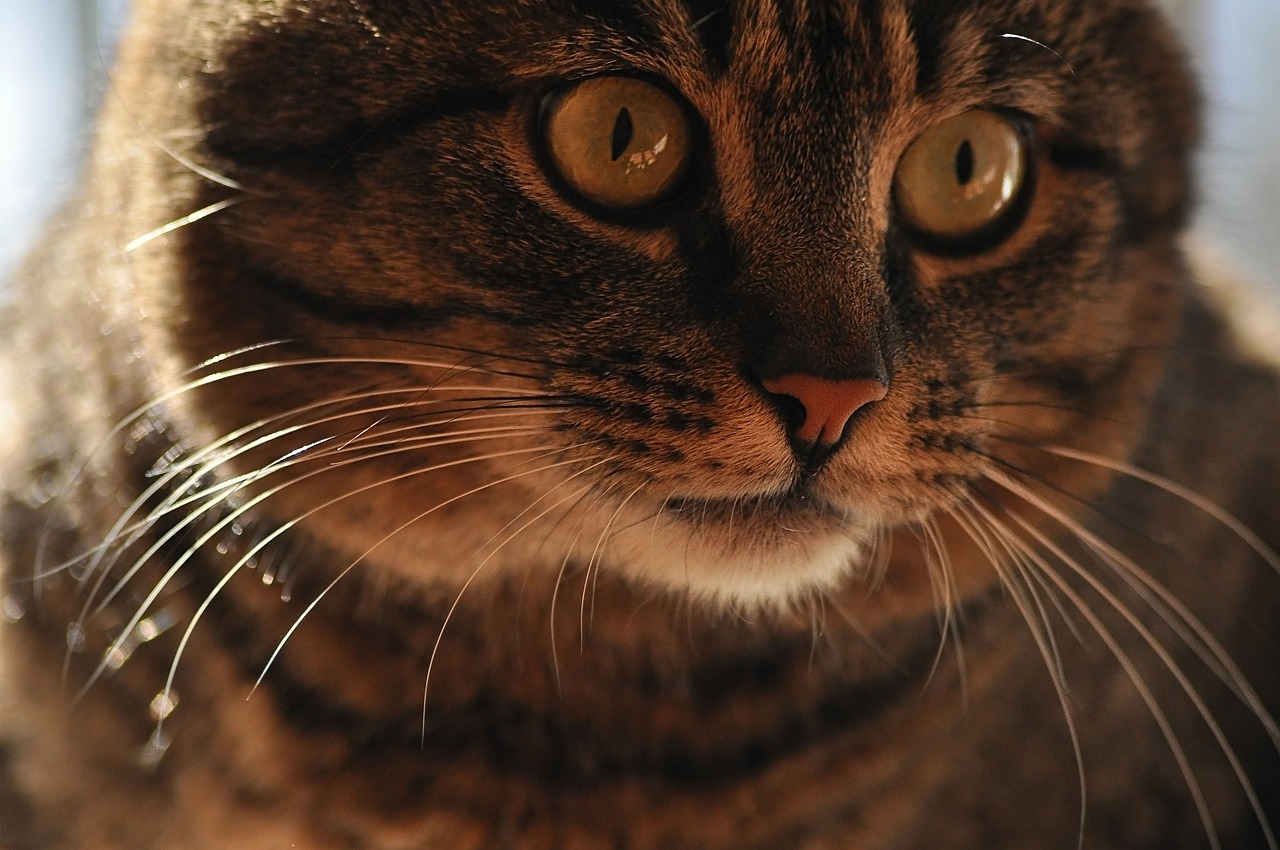 How Cats Process Human Vocal Emotions (Image Credits: Pixabay)