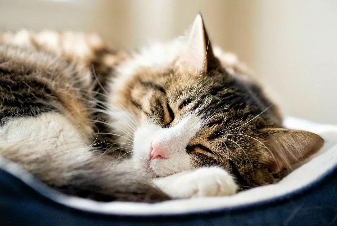 Most of Their Sleep Is a Light, Half-Alert Doze (Image Credits: Pixabay)