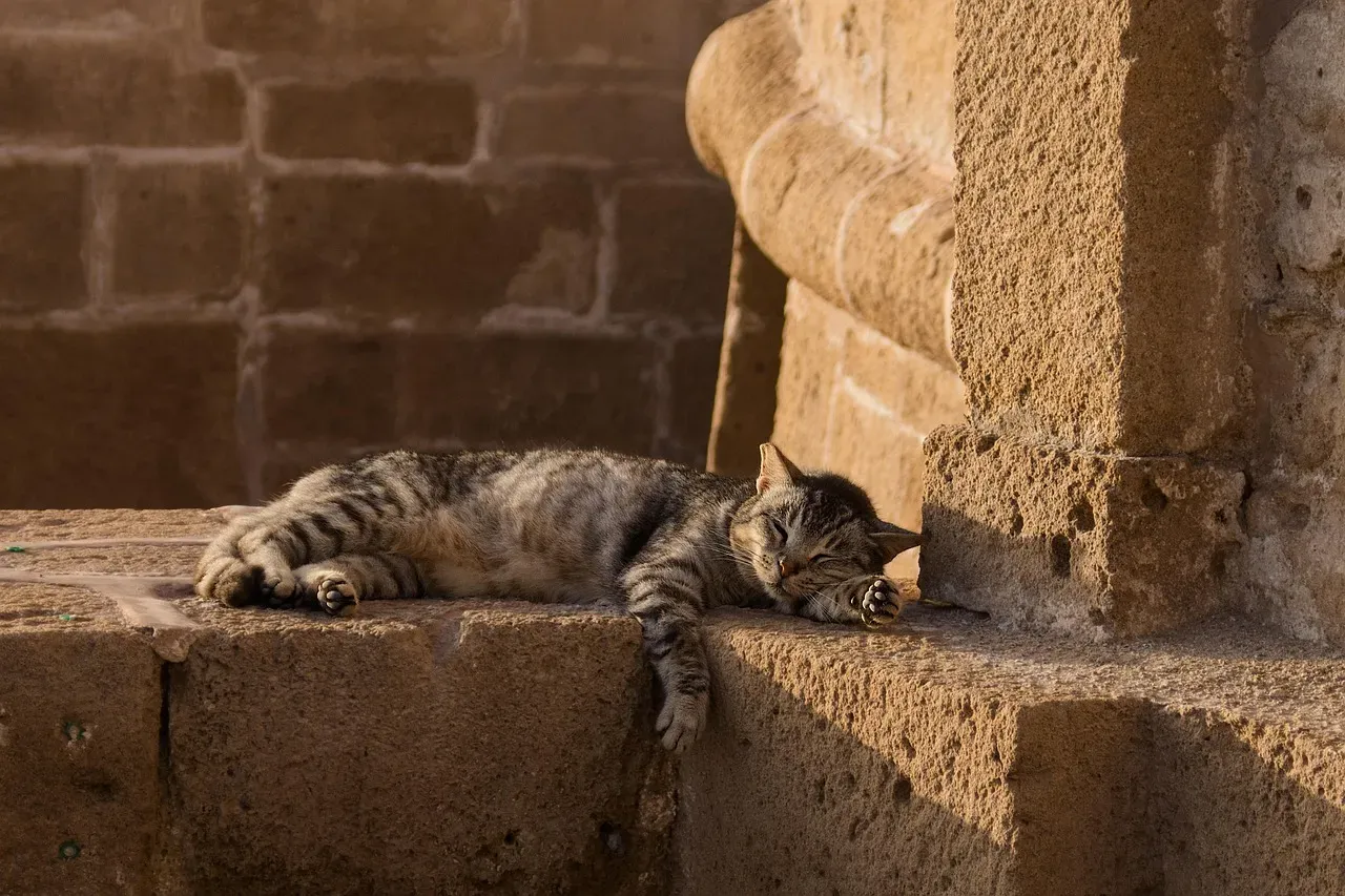 #1 - They Pick One Sacred Spot And Never Cheat On It (Image Credits: Pixabay)