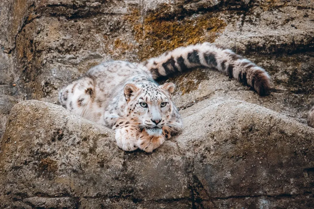 6. The Snow Leopard Cannot Roar - and Spans 12 Countries (Image Credits: Unsplash)