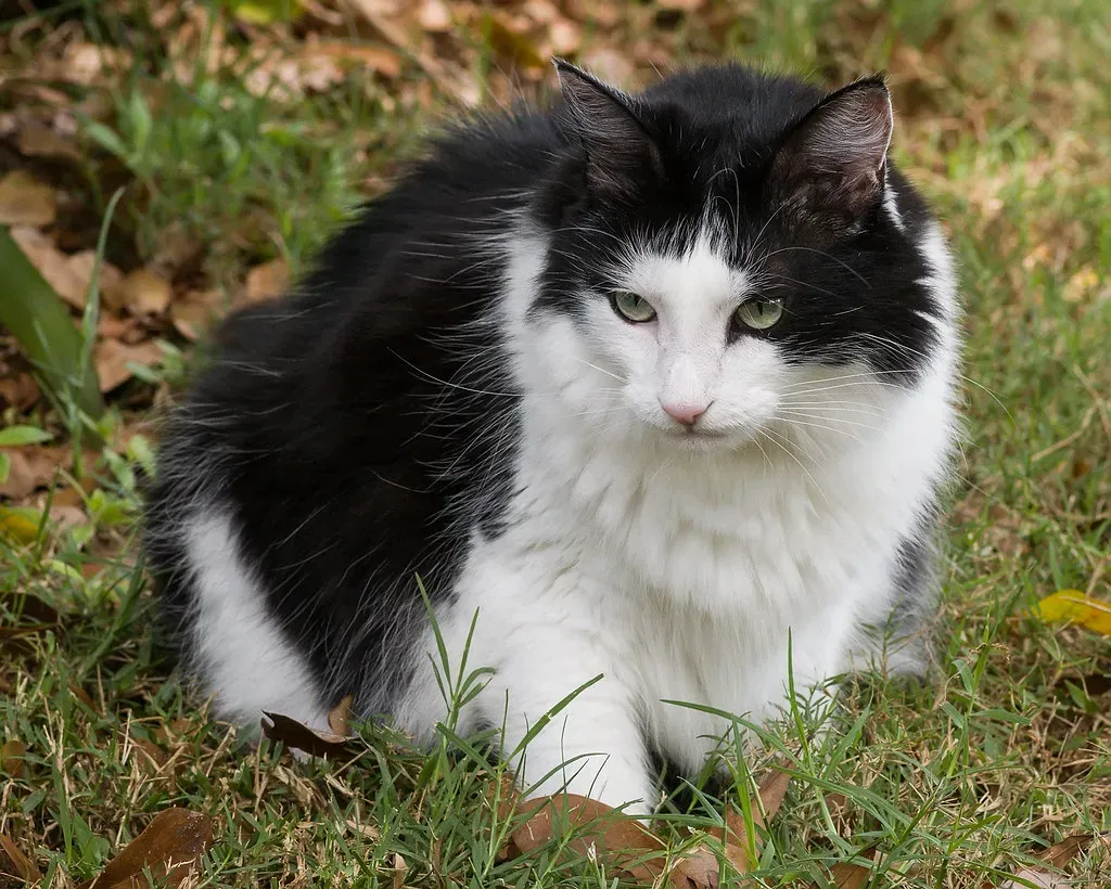 Myth 8: Older Cats Require Constant Veterinary Attention (Image Credits: Flickr)