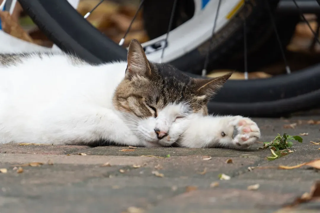 How Cat Sleep Cycles Compare to Human Sleep Cycles (Image Credits: Unsplash)