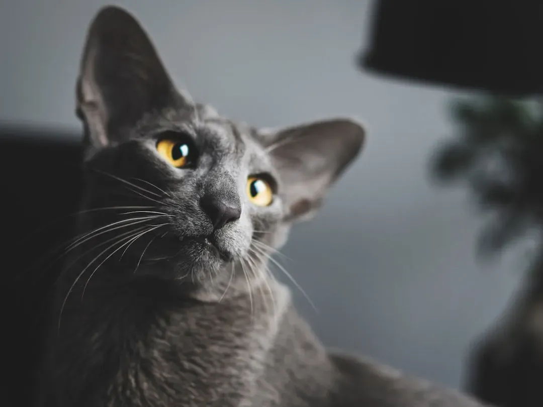 Oriental Shorthair: Emotionally Intense and Easily Overstimulated (Image Credits: Unsplash)