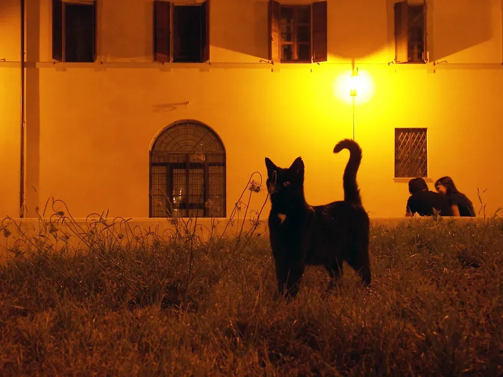 The Question Mark Curve: Your Cat's Invitation to Play (Image Credits: Flickr)