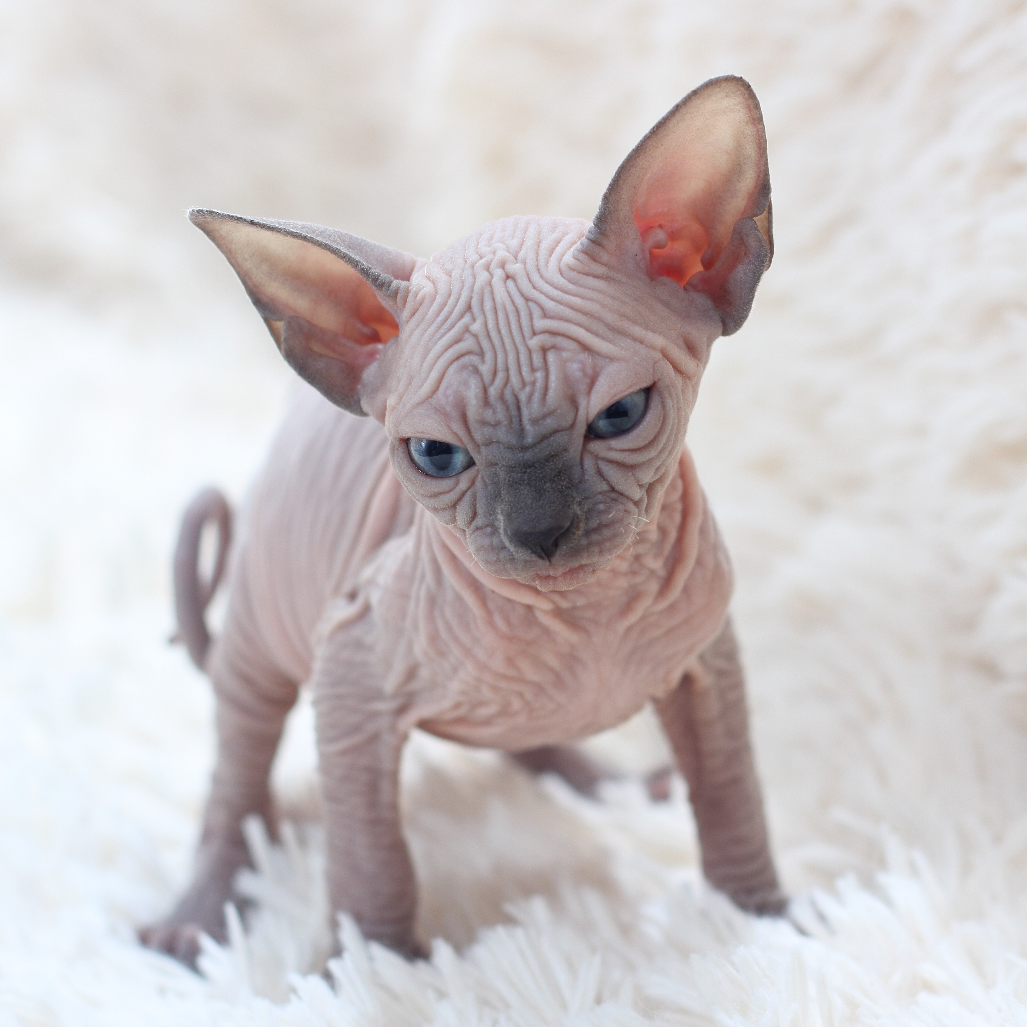 Sphynx: The Hairless Social Butterfly (Image Credits: Wikimedia)