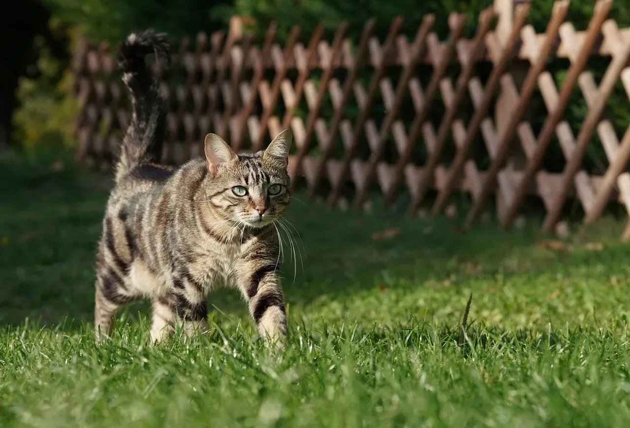 The High, Proud Tail: Your Cat's Version of a Warm Hello (pixabay)