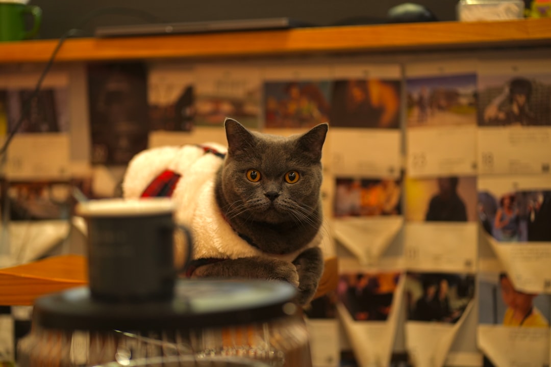 The Charming Cat Cafe - Lewisville's Mall Innovation (Image Credits: Unsplash)
