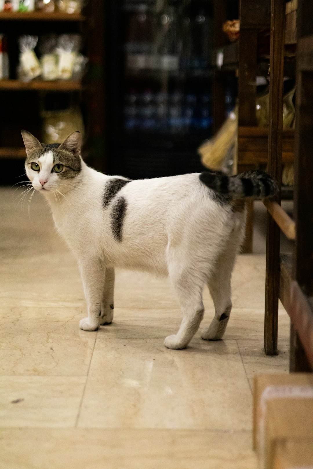 Manx Cats: The Hidden Spinal Risks (Image Credits: Unsplash)